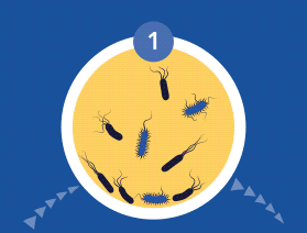Stages of biofilm development Stages of biofilm development