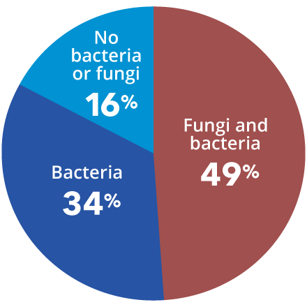 fungi-pie-chart